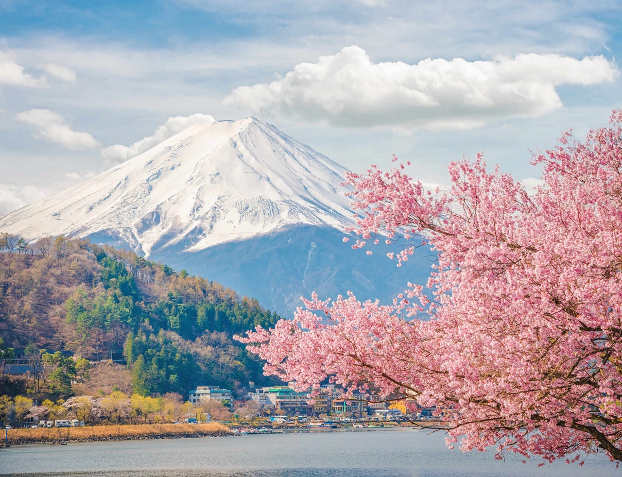 photo-cherry-blossom--trees-and-mountain-japan