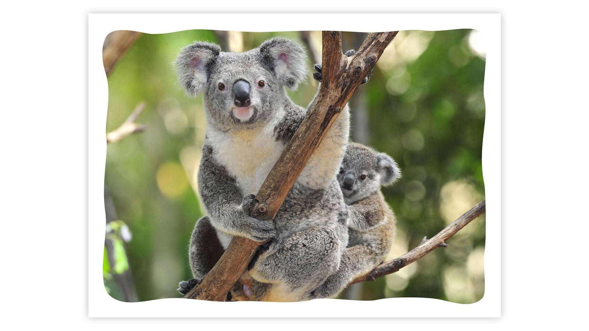photo-koala-postcard